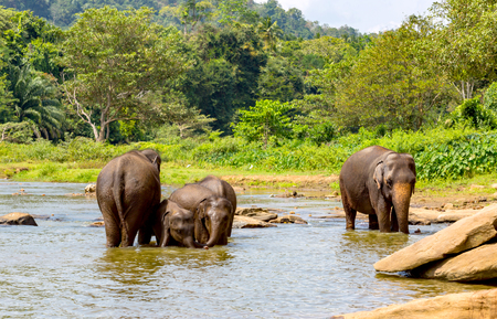 funny elefants in jungle riverの写真素材