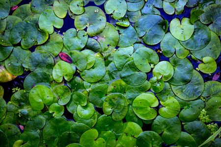 green water plant leaves in water - abstract natural backgroundの写真素材