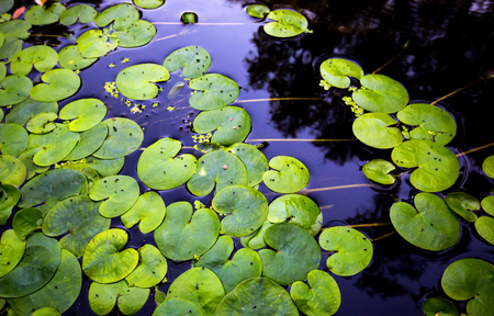 green water plant leaves on water surface - abstract natural backgroundの写真素材