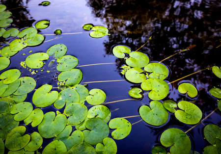 green water plant leaves on water surface abstract backgroundの写真素材