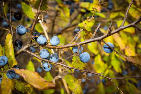 blackthorn tree brunch with blue berryes
