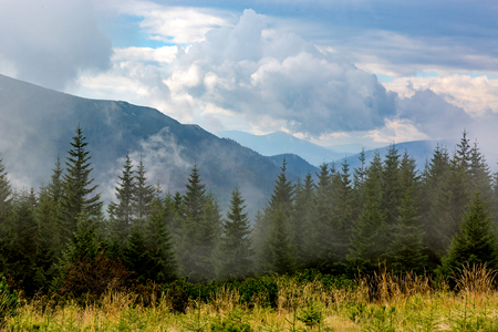 nice morning scene with pine forest in mountainsの写真素材