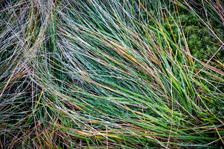 wet grass after rain - abstract backgroundの写真素材