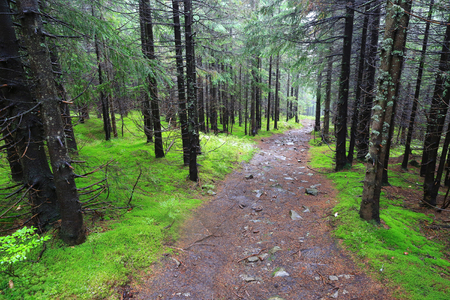 pathway in wet green forest, Carpathiansの写真素材