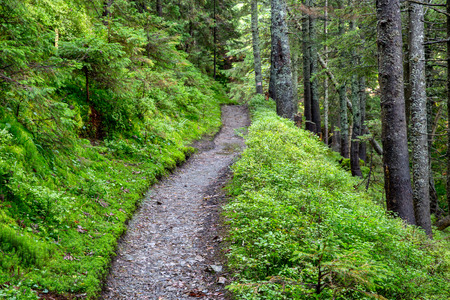 pathway in deep forest, Carpathiansの写真素材
