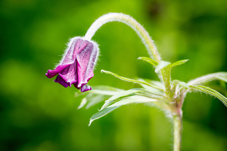 nice wild pasque flower macro photoの写真素材
