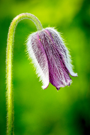 Nice pasque flower macro shootの写真素材