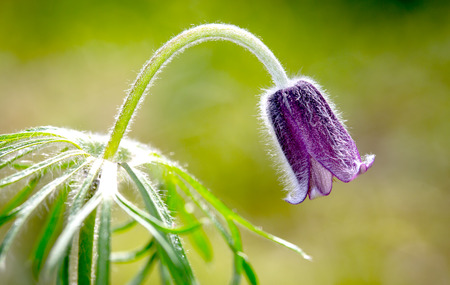 Nice pasque flower macro shootの写真素材