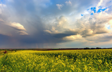 rape field under heawy clouds before thunderstormの写真素材