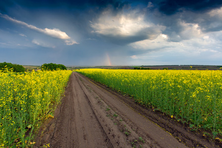 Scene with rut road across rape field before thunderstormの写真素材
