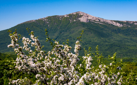 Landscape with blooming spring tree mountainsの写真素材