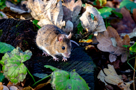 funny small mouse on wooden stump in forest