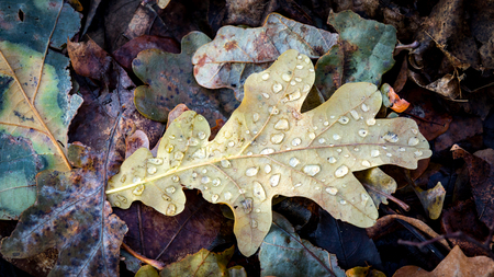 water drops on dry autumn oak leafs