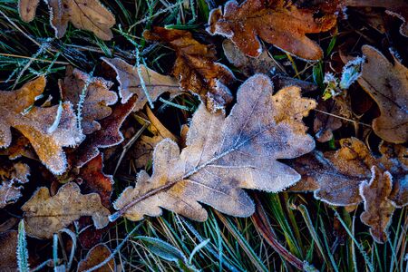 Frozen oak leafs - abstract natural backgroundの写真素材