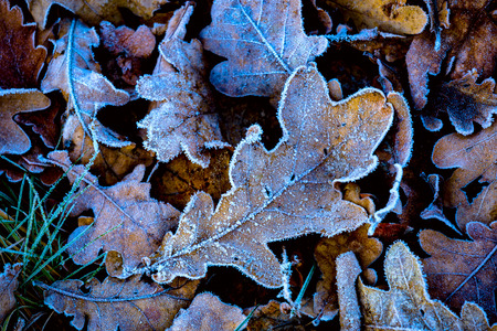 Nice frozen oak leafs - abstract natural backgroundの写真素材