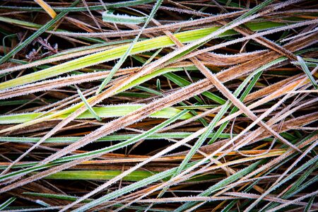 frozen autumn grass - abstract natural backgroundの写真素材