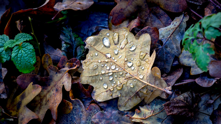 autum leaf with water drops - abstract natural backgroundの写真素材