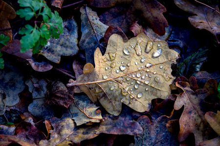 abstract autum leaf with water dropsの写真素材