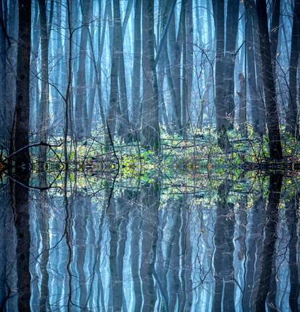 Foggy landscape in the forest with reflection in waterの写真素材