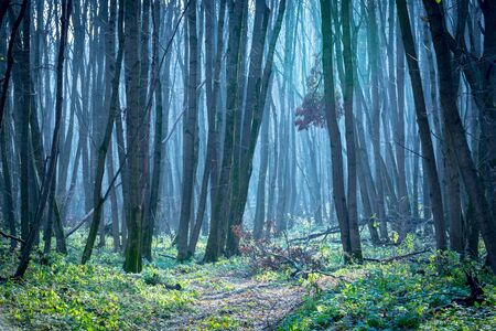 Foggy landscape in autumn forestの写真素材