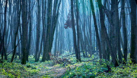 nice mistery scene in autumn forestの写真素材