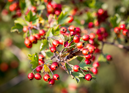 red hawthorn berry on bush