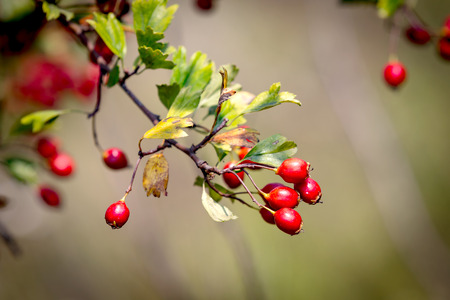 red berryes on hawthorn twigの写真素材