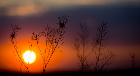 Dry abstract grass on sunset backgroundの写真素材