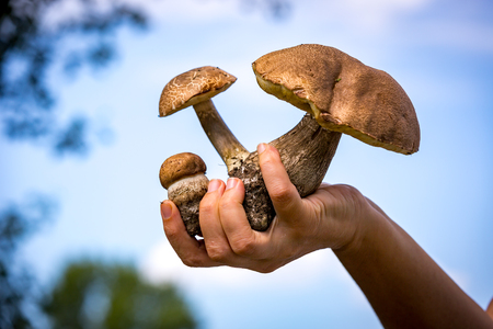 nice mushrooms in woman hand on sky backgroundの写真素材