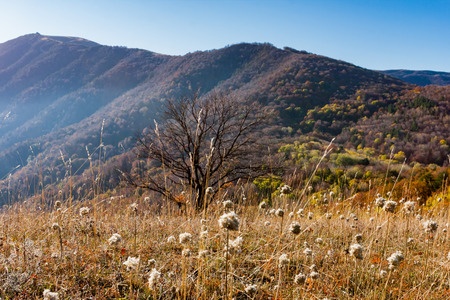 mountain meadow in nice autumn dayの写真素材