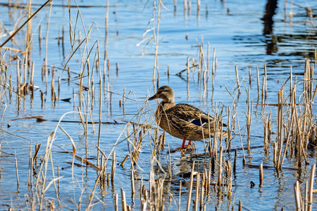 duck on lake among reeds sproutsの写真素材