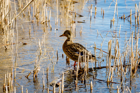 duck on river amog cane sptroutsの写真素材