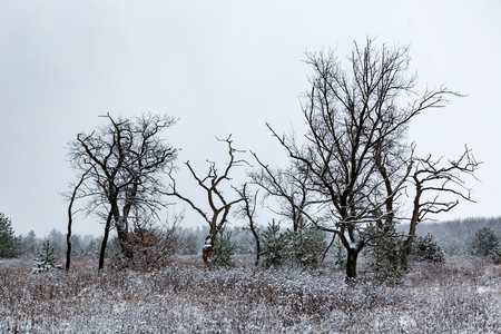 Scene with leafless trees on winter meadowの写真素材
