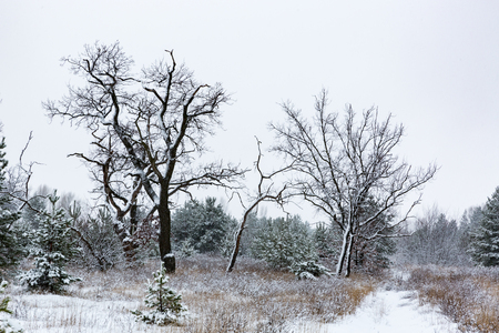 trees on meadow in winter forestの写真素材