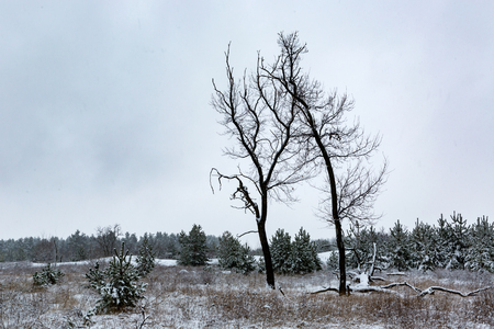 old trees on meadow in winter pine forestの写真素材