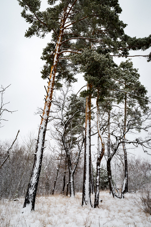 high pines in winter forestの写真素材