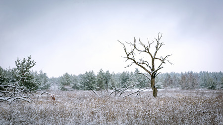 old tree on meadow in forest in winter timeの写真素材