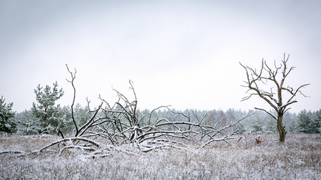 Scene with old dead trees on meadow in winter forestの写真素材
