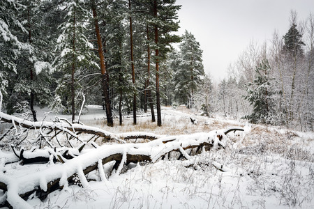 old dead snow-covered tree in pine forestの写真素材
