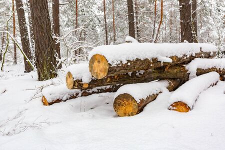 pine woods under snow in winter forestの写真素材