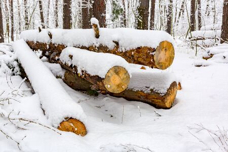 wooden logs under snow in pine forest in winter timeの写真素材