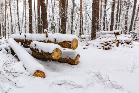 winter scene with logs under snow in forestの写真素材