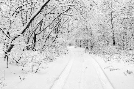 trail over snow in winter forestの写真素材