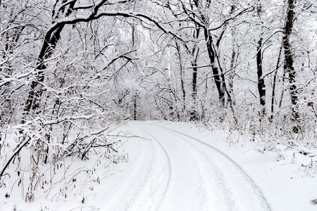 winter landscape with rut road turn in forestの写真素材