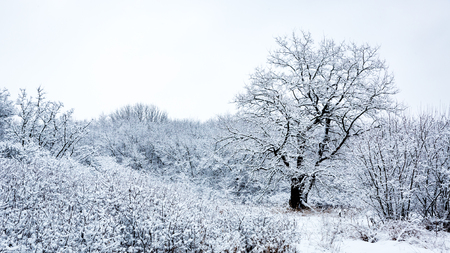 landscape with frozen forest in winter timeの写真素材