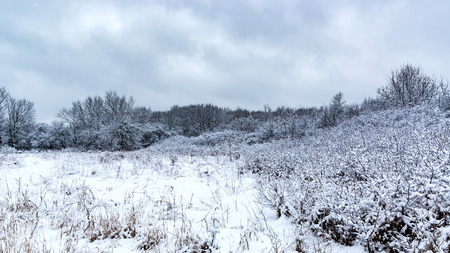 Cold winter landscape with a field on the edge of the forestの写真素材