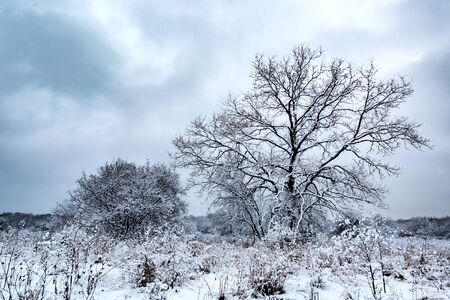 Frozen landscape with tree in steppeの写真素材