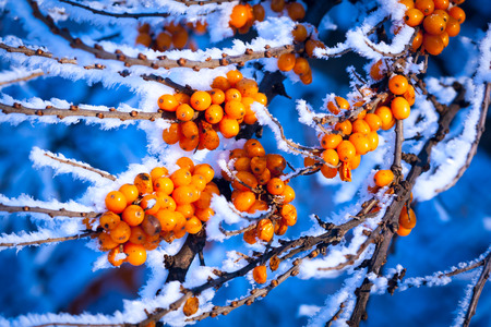 abstract frozen sea-buckthorn tree brunchの写真素材