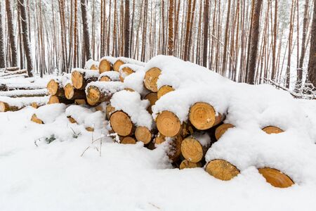 snow-covered pine wooden logs in forestの写真素材
