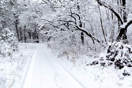 winter scene with trail in snow-covered forestの写真素材